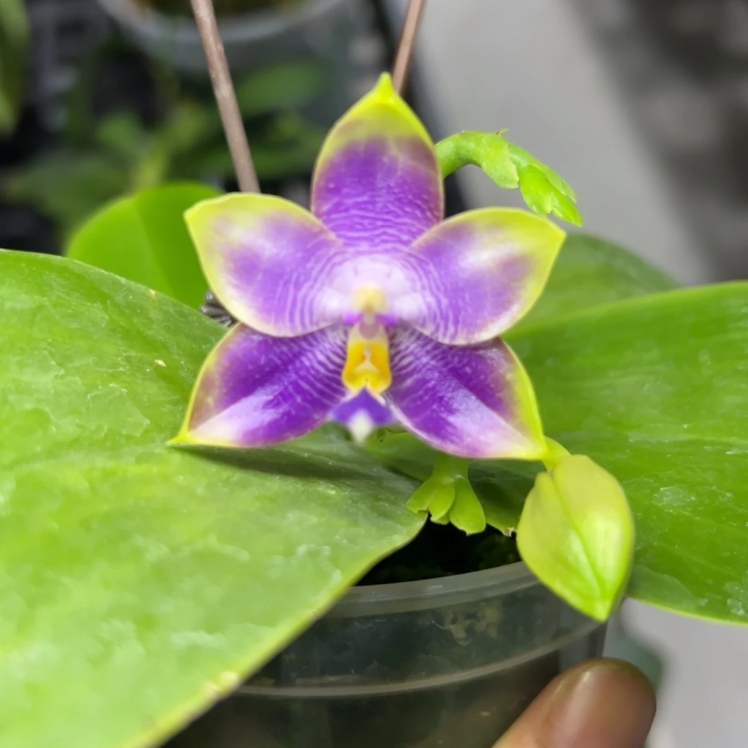 完全开放l788三寸ys1166