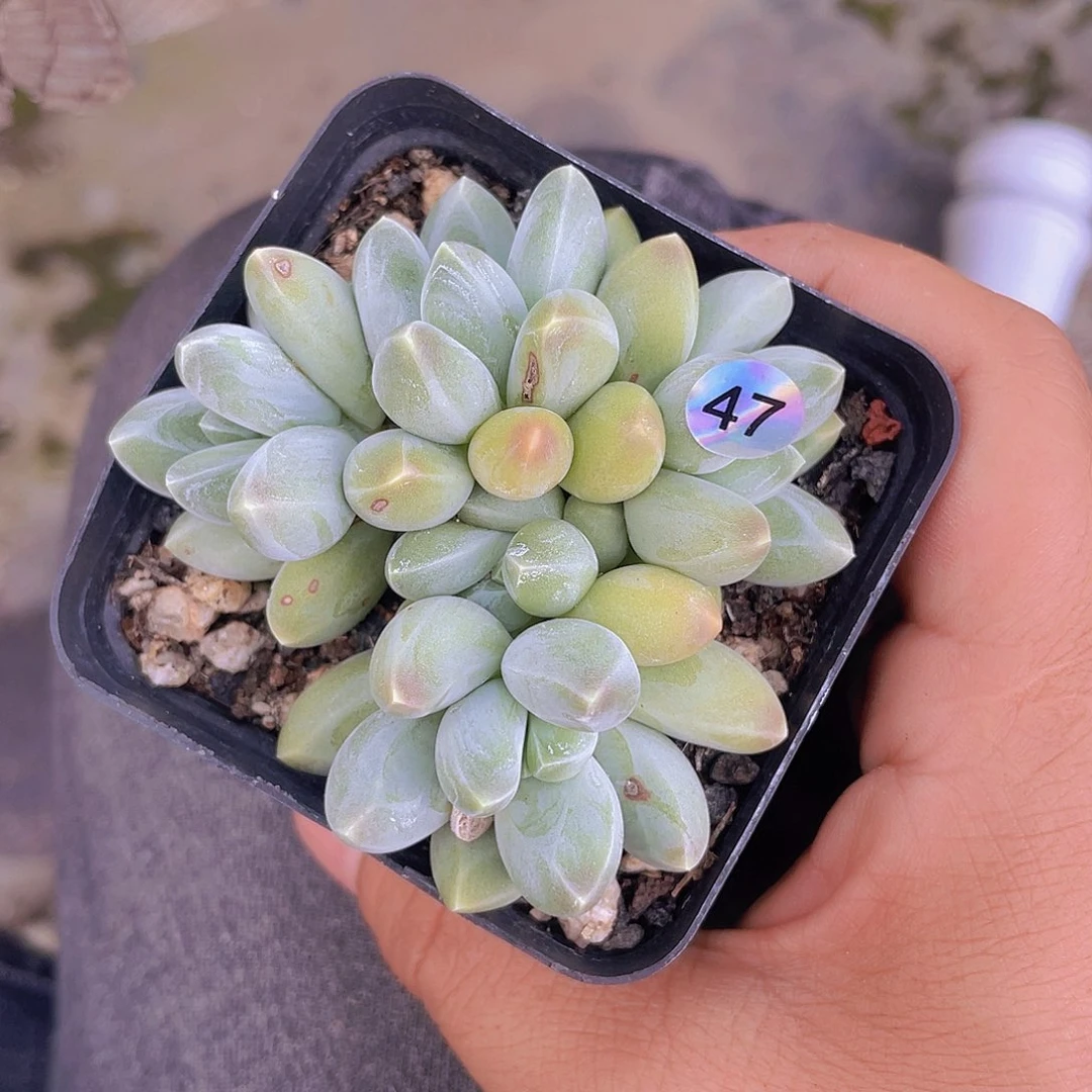 *****多肉植物多肉植物