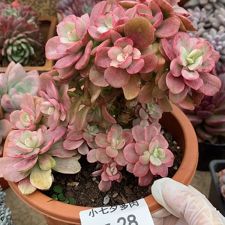 煥***小七夕多肉小叶红梅锦28