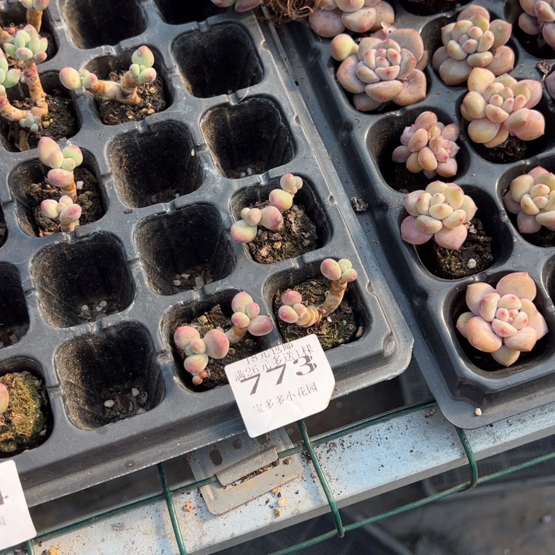 小***了小猫趴窝了量拍多肉满18元包邮下午发货