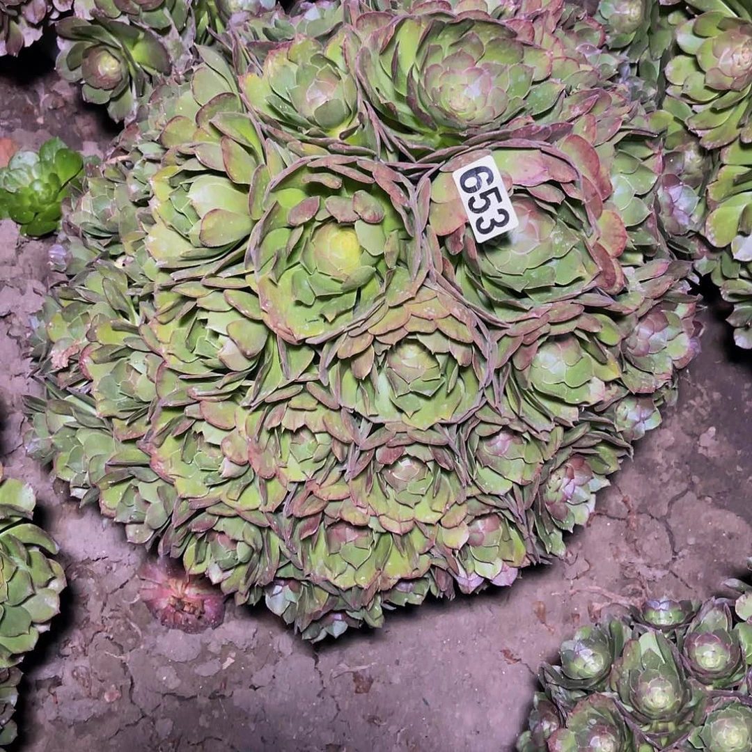 法师法师14–33包邮法师