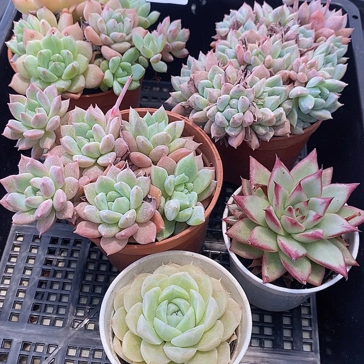 19 多肉植物盆栽花卉植物
