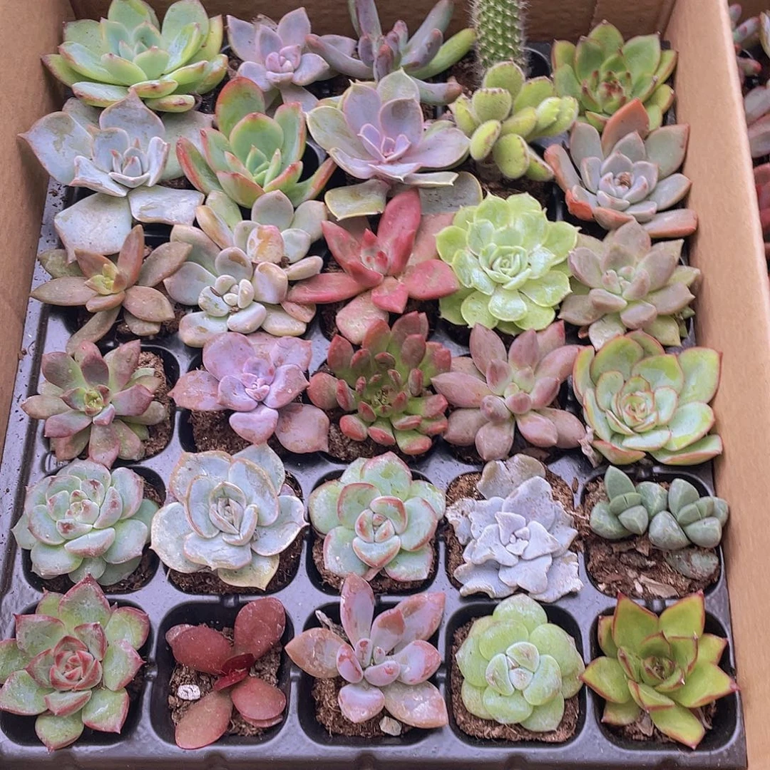 30颗-1号约3-5厘米