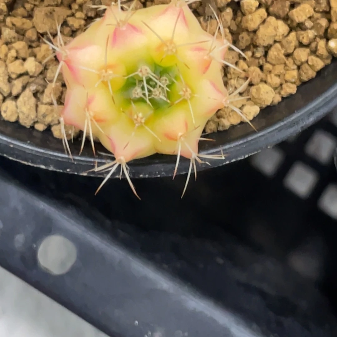 m***y当前无花朵，栽培后可花朵粉红豹