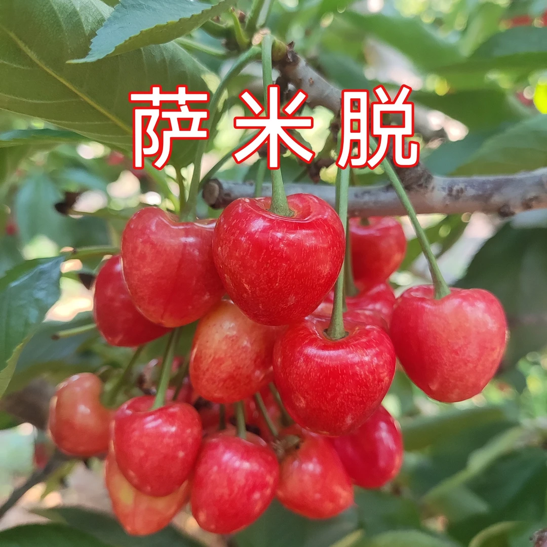 辽宁省内拍【萨米脱】酸甜口感萨米脱大连大樱桃顺丰包邮
