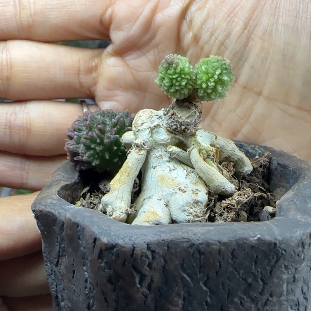 亦***心福利多肉215。