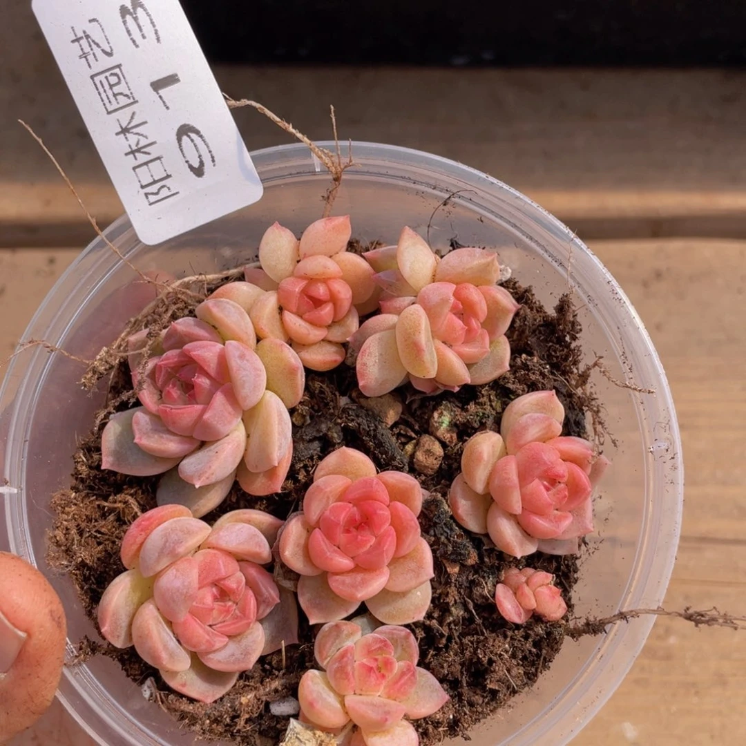 多肉植物多肉植物913