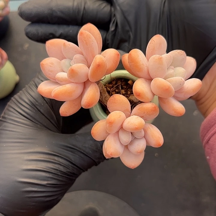 3526，三头长腿香水带盆发的