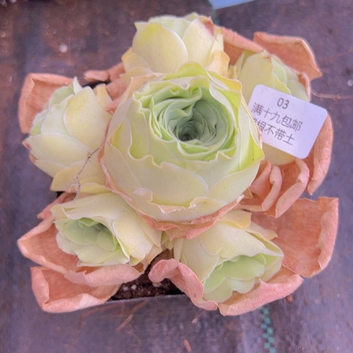 03 裸根不带土发货不包损