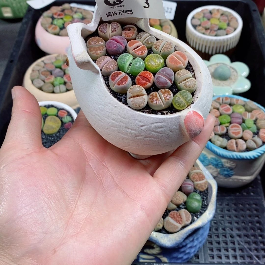 小**生石花花花花花花3