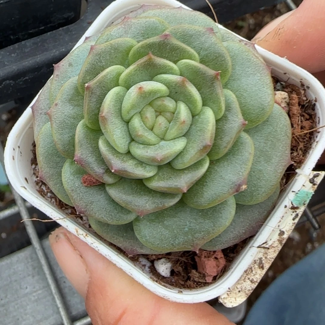 小卡拉米糖心一物一拍