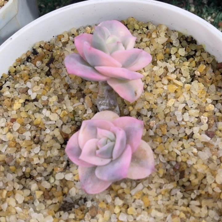 秋可园艺 可爱玫瑰彩锦