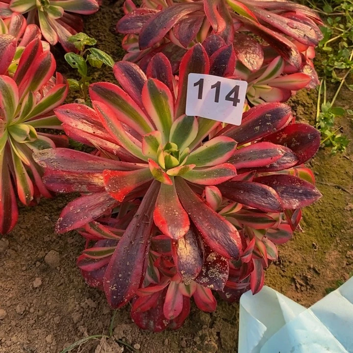 114美杜莎手捧新桩3