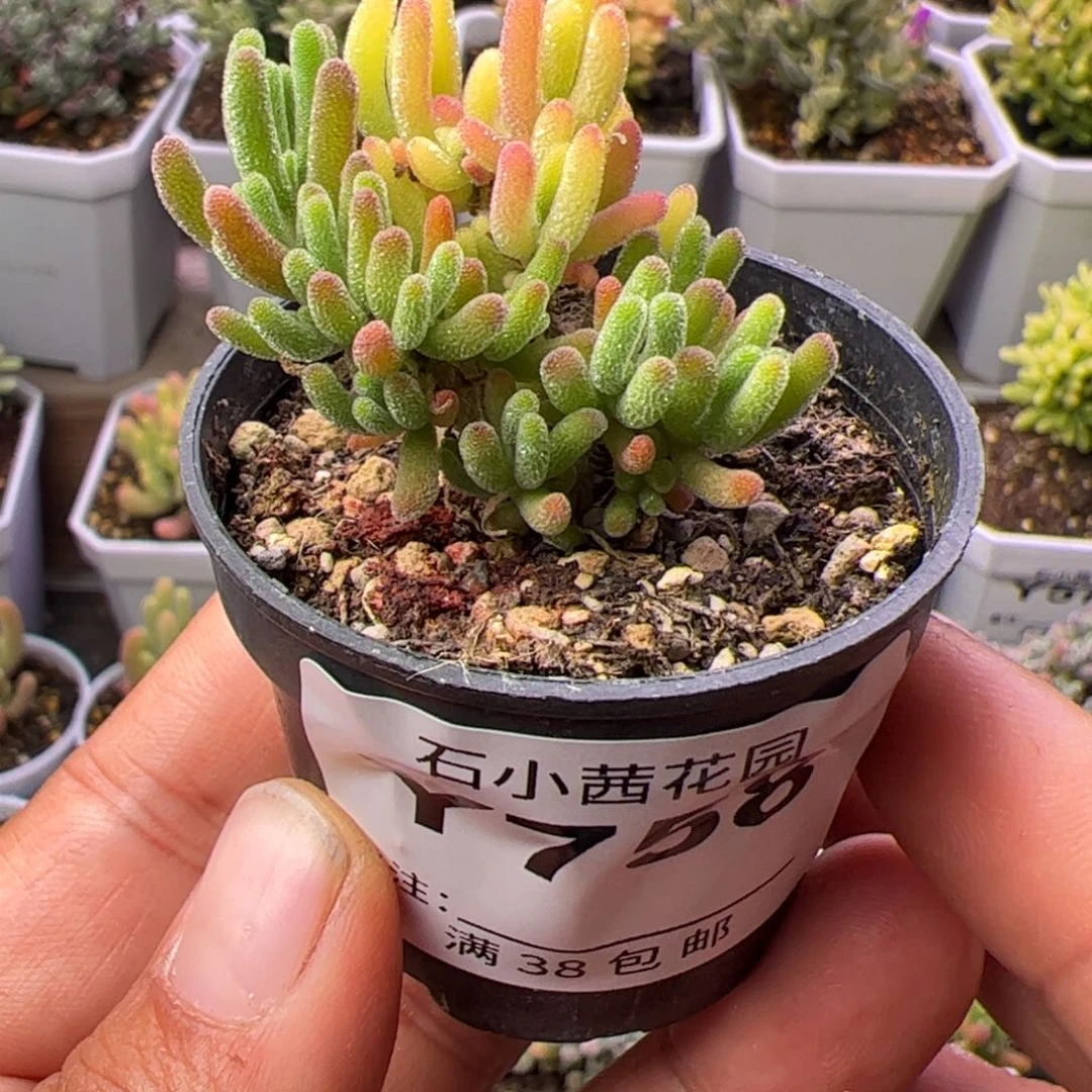 多肉植物枝干荧光兔锦