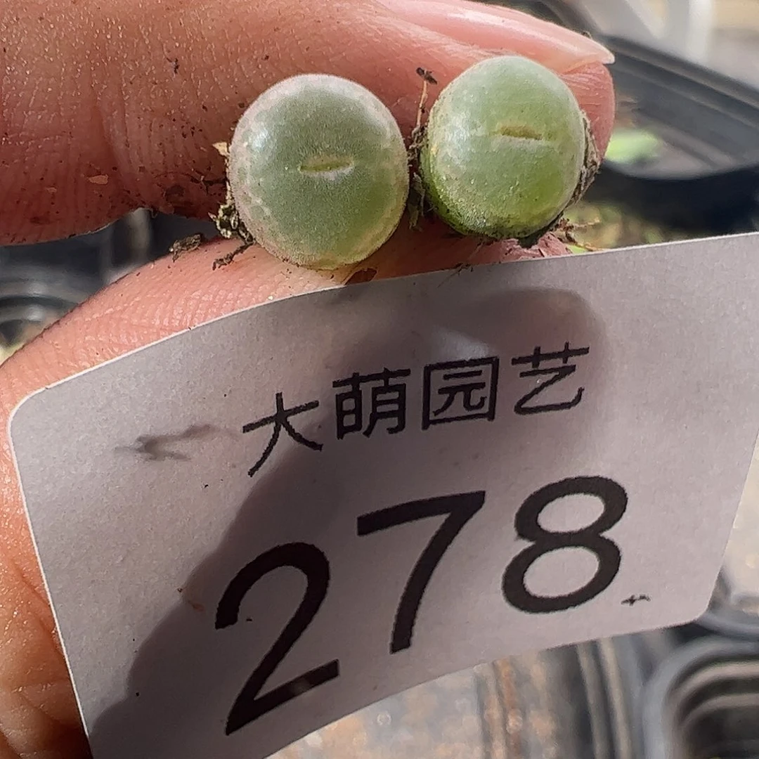 一物一拍正版安格尼斯之眼，278
