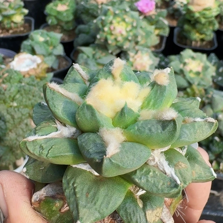无花朵640勾尤龙牙牡丹