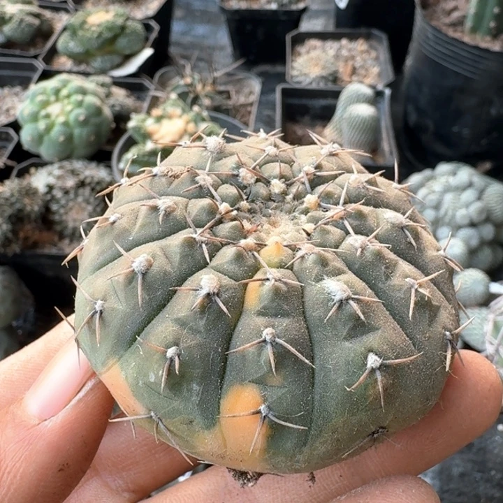 215自根孤龙丸锦