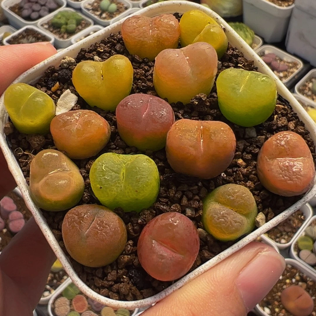 852多肉植物种类多样
