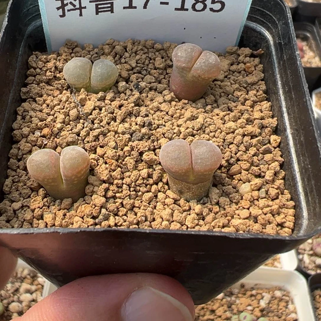 小*嘴17-185鲑鱼粉风铃多肉