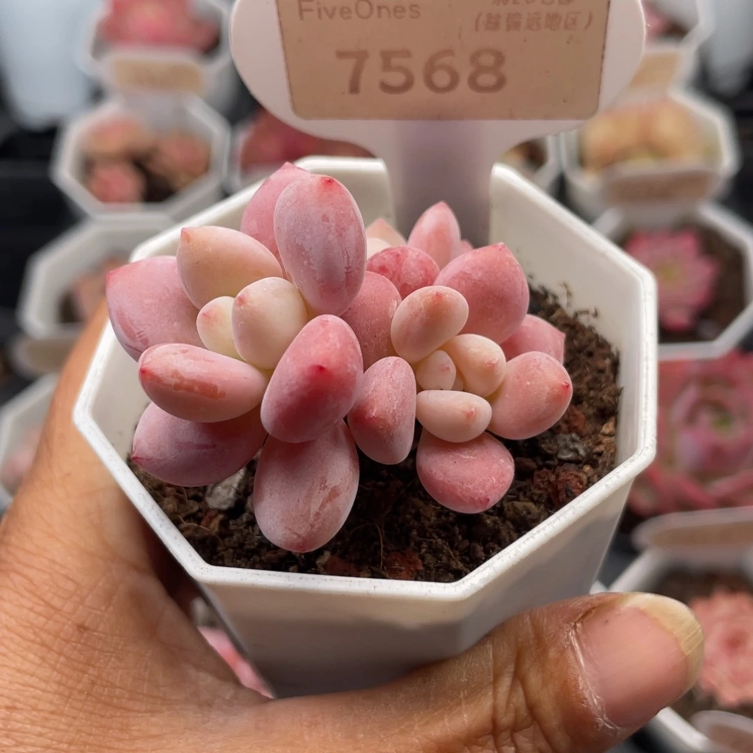 洛神7568-4.5厘米