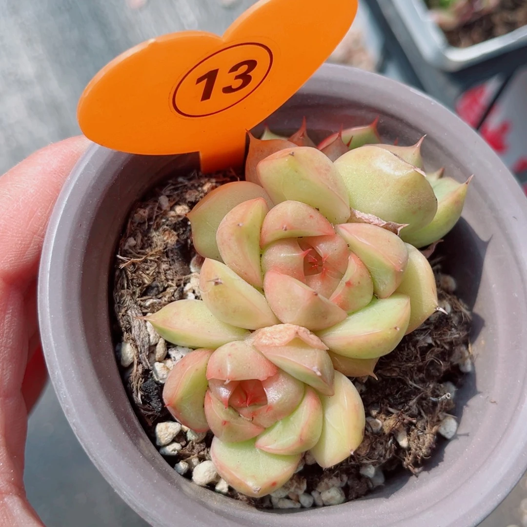 13号小老桩珍妮群