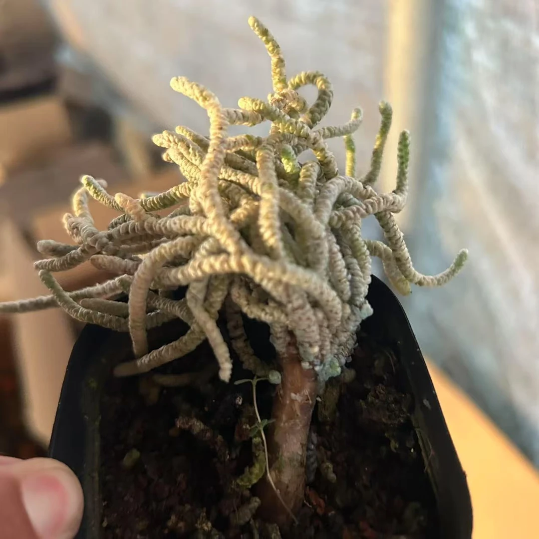 银蚕 仙人球夏型种绿植盆栽桌面阳台