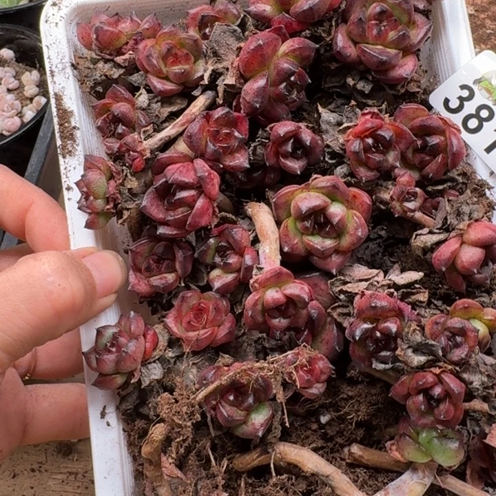 甜***啊无花朵多肉植物多肉植物