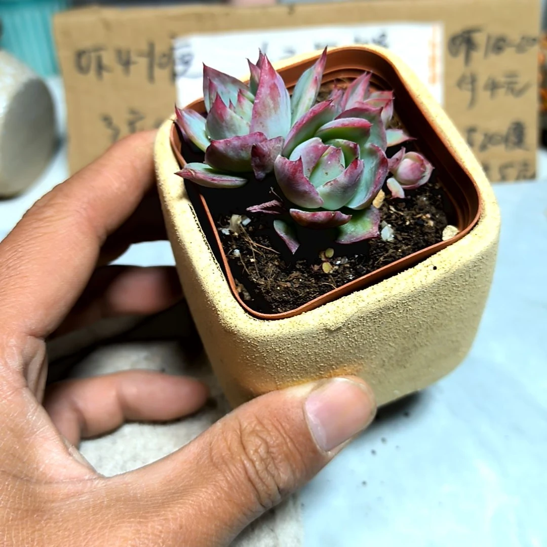 满6元包邮，#惊鸿仙子2/3头