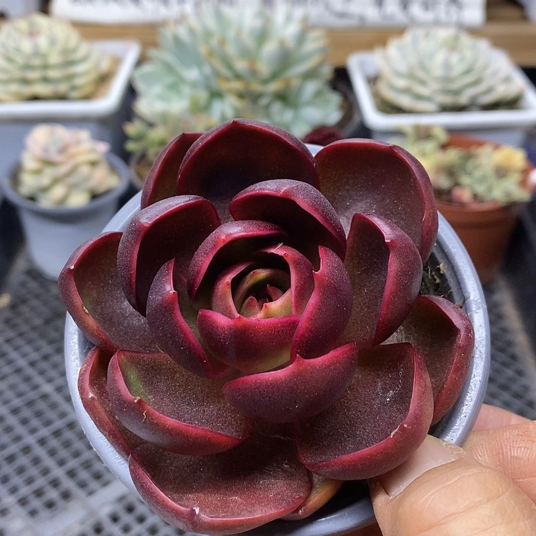2730 红灯多肉植物
