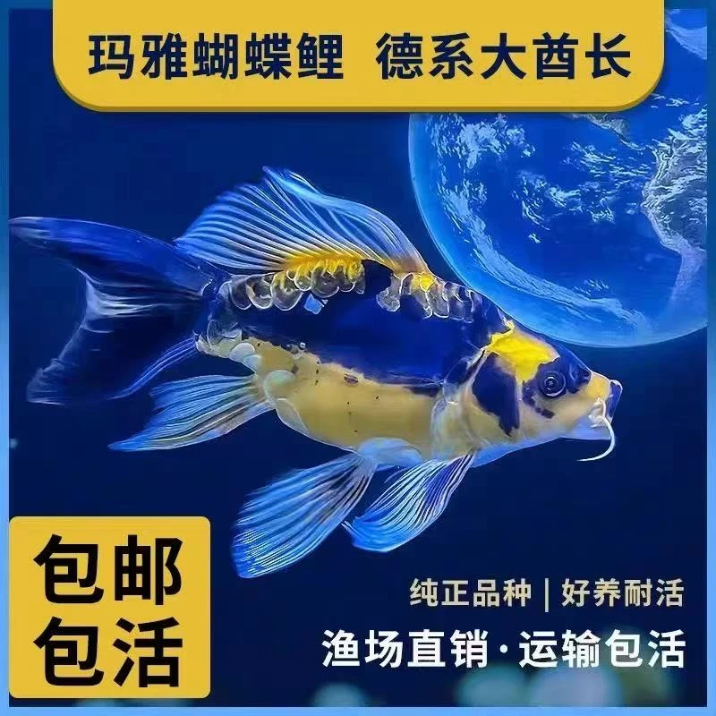 玛雅蝴蝶鲤普身长尾鲤大德系熊猫酋长彩蝶好养观赏鱼锦鲤冷水淡