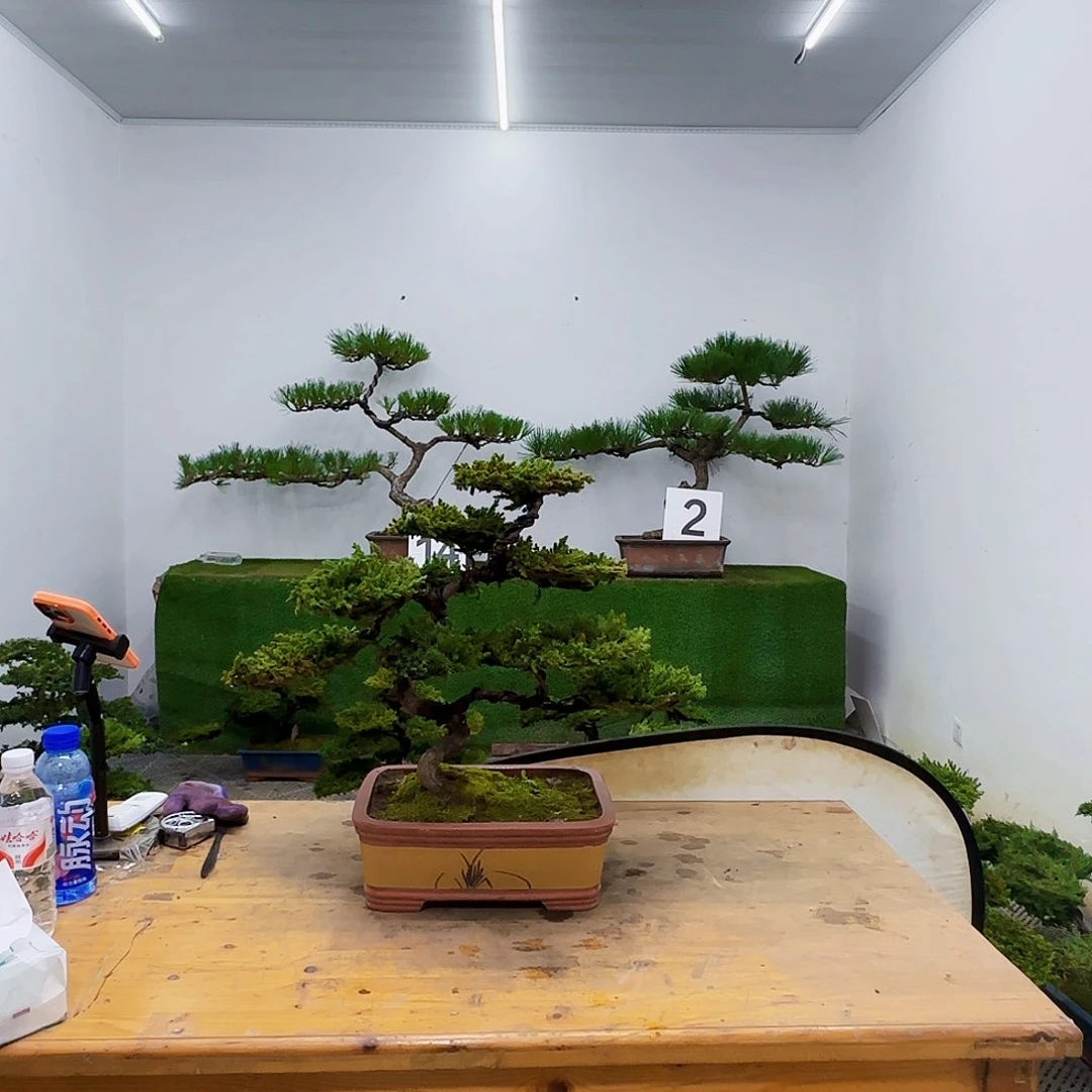 ?***光盆景盆景盆景盆景