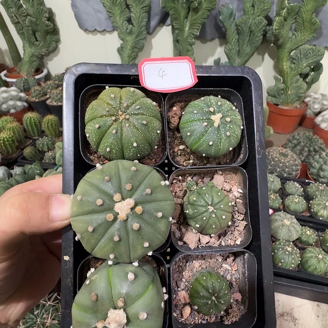 4 号六颗实生兜包邮