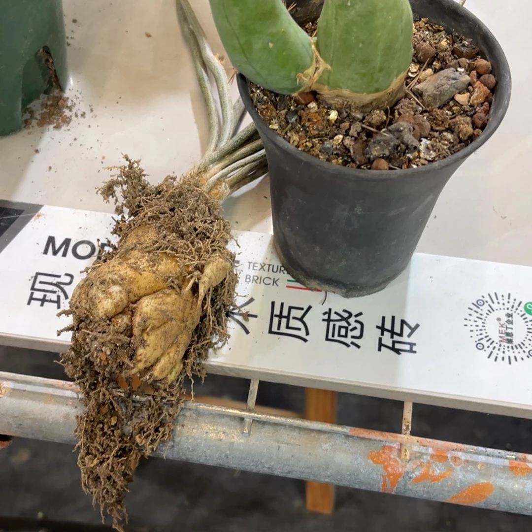 S****m两个一物一拍