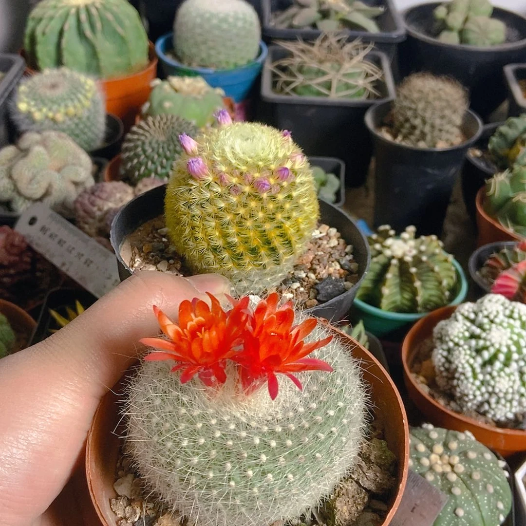 两颗装一物一拍，