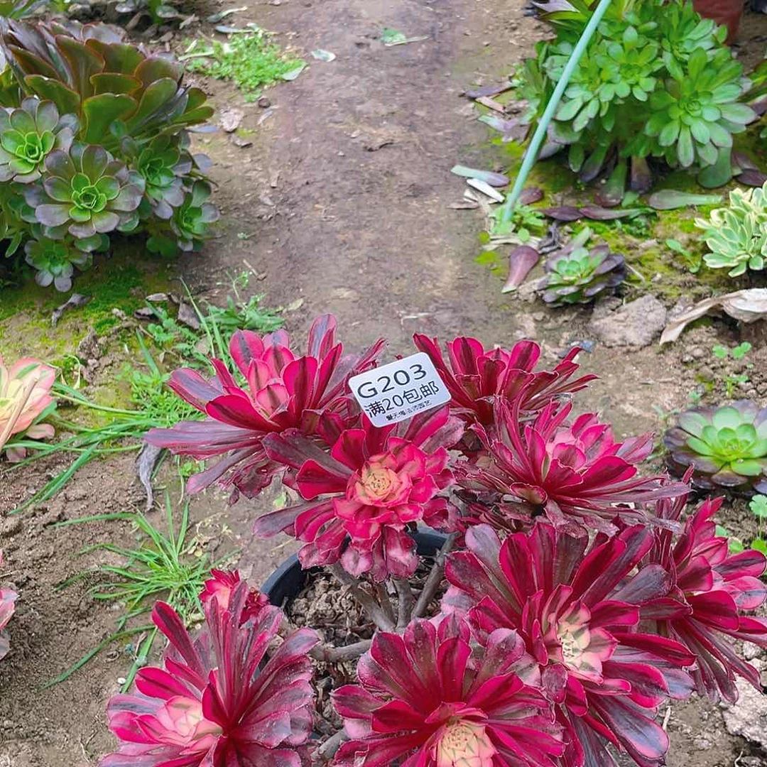 203红铜白无主头多肉