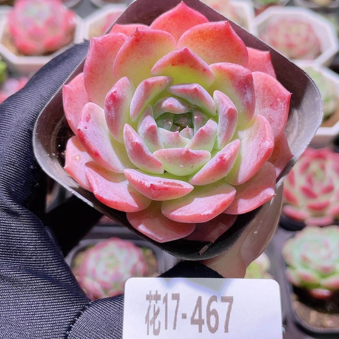 花利美17-467新品