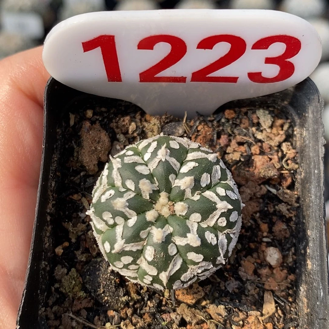 1223v兜特价福利来袭