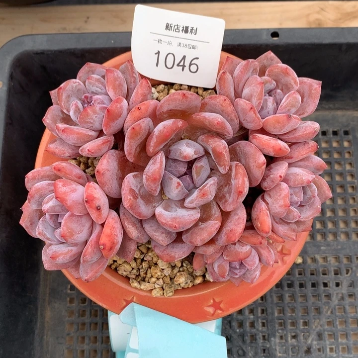 1046洞洞茶专拍橙梦露