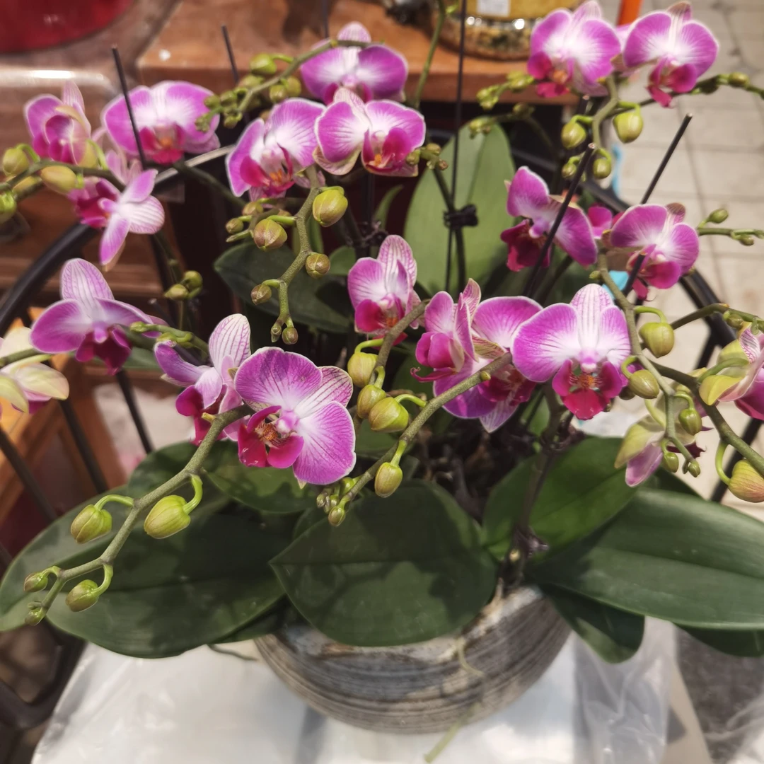 天堂鸟 9 棵青岛本地蝴蝶兰