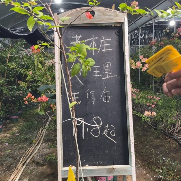 无花朵三角梅三角梅423