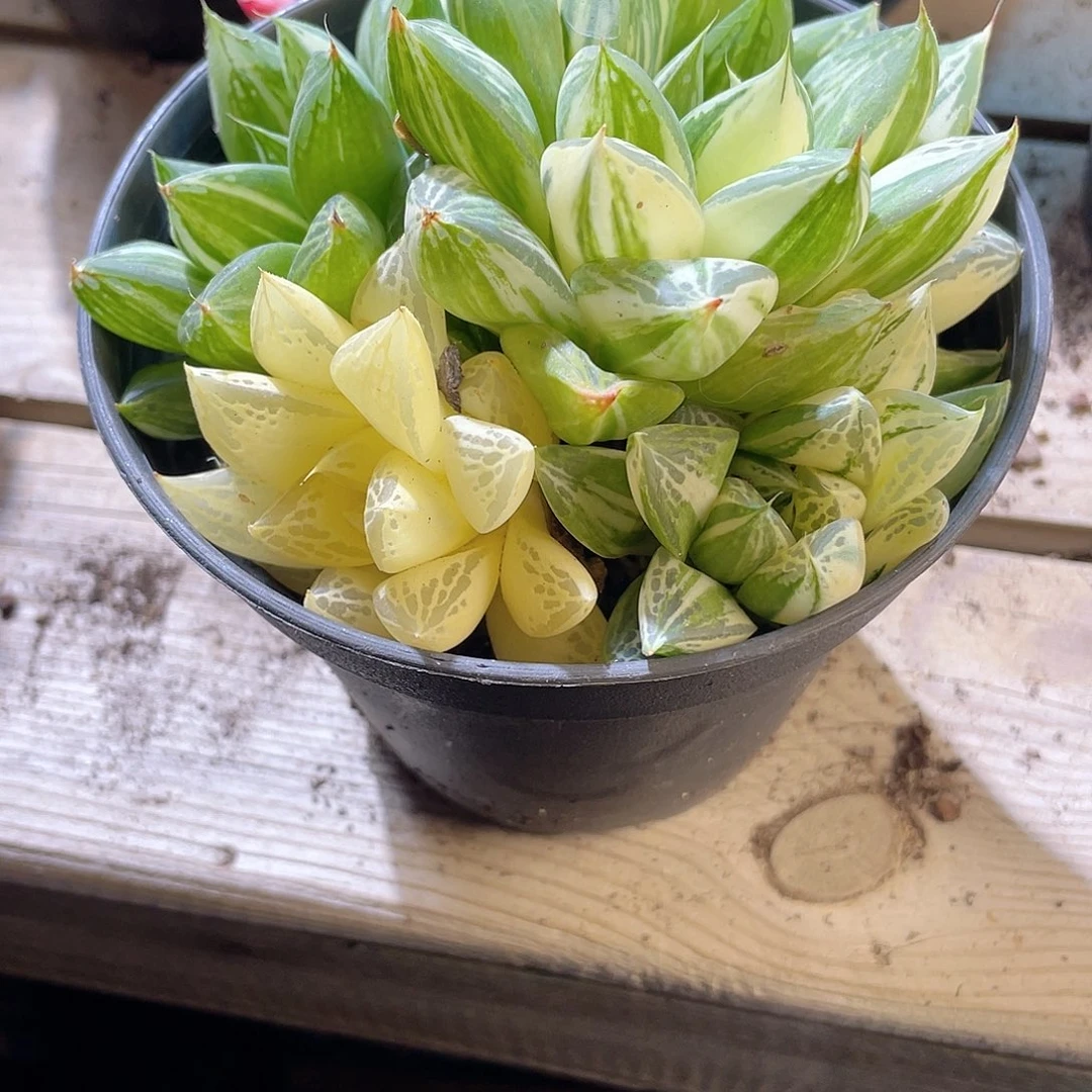 张*亿0820  宝草锦 六月六