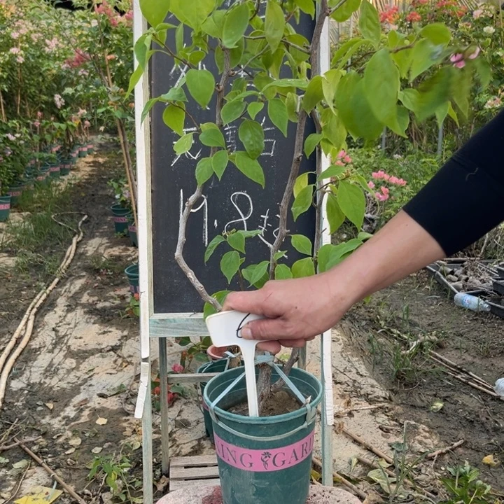 无花朵三角梅三角梅6