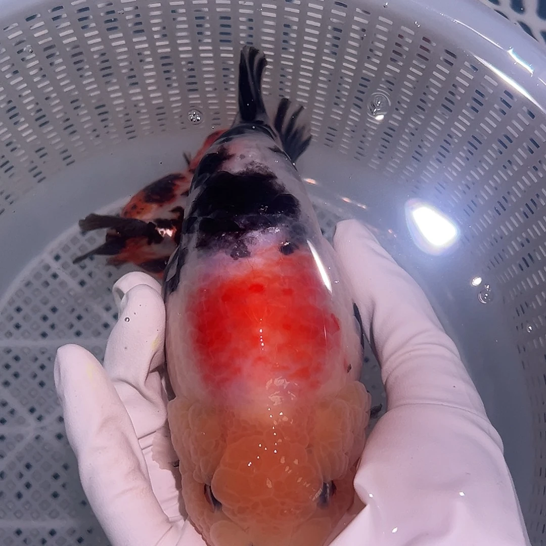 金鱼可爱兰寿大体奶花