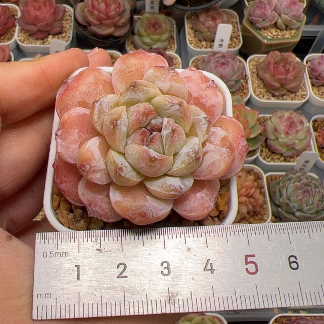 养****?172 多肉植物组合盆栽