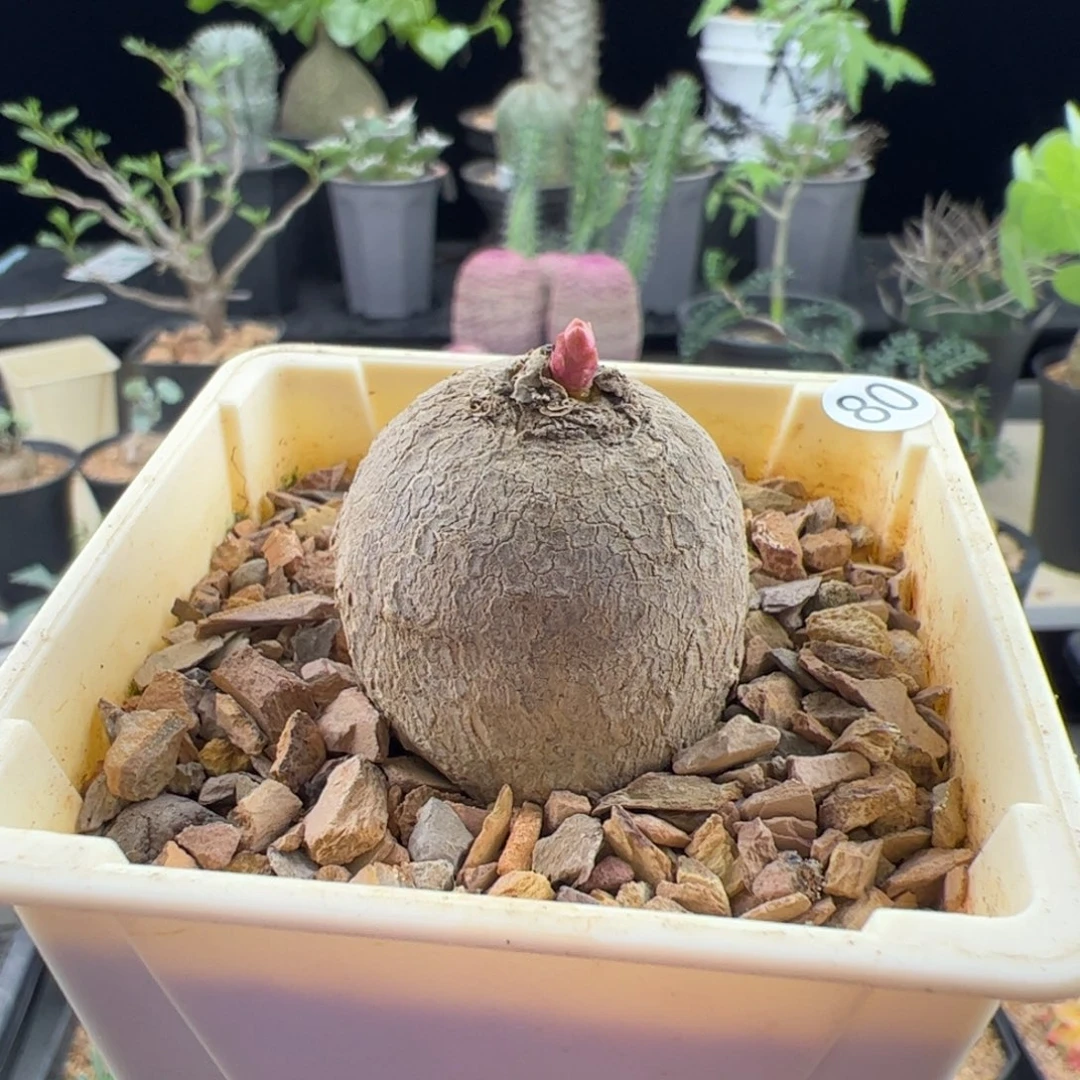 玫瑰大戟3.1一物一拍带盆发