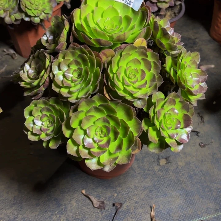 瑞妈多肉园艺607。万黑