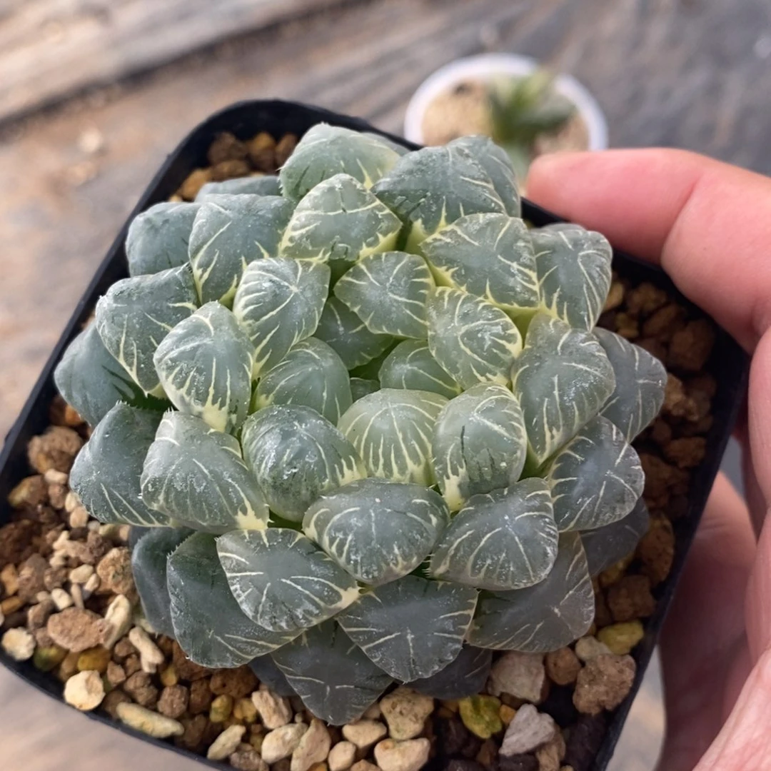 一颗糊斑湖水玉露锦。