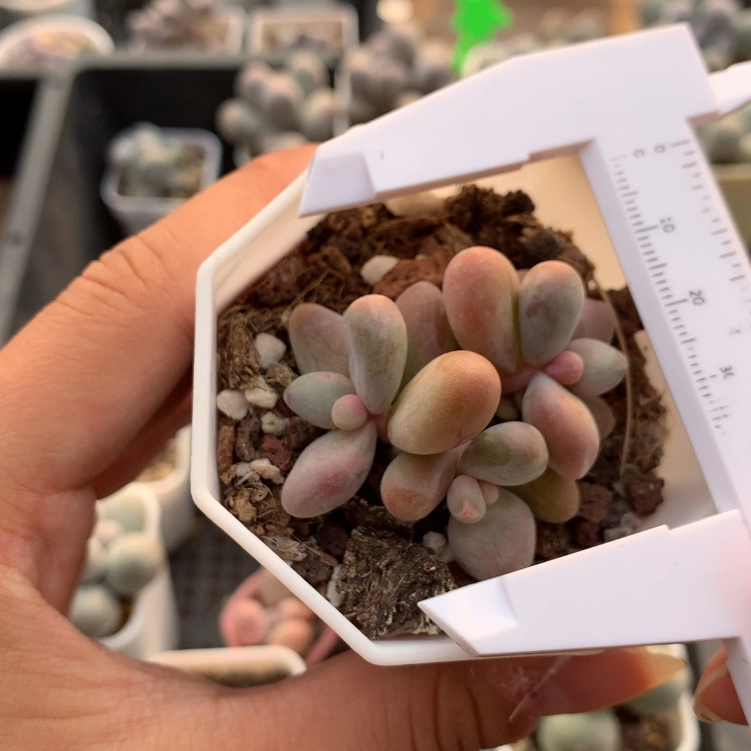 拉丝锦奶酪多肉植物