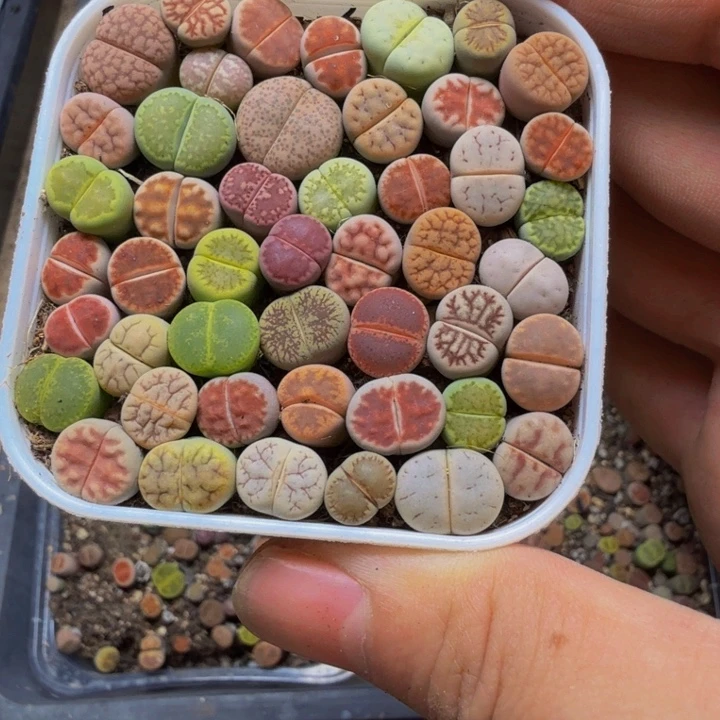 *****多肉植物的生长发育133