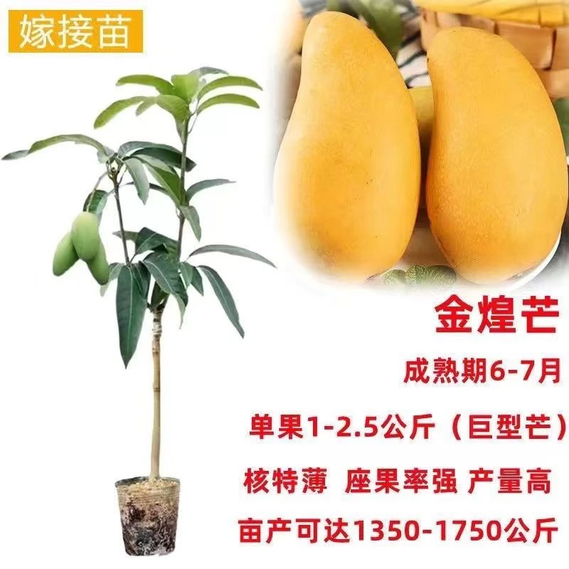 嫁接四季芒果树苗金煌芒贵妃芒南北方庭院阳台盆地栽带土当年结果